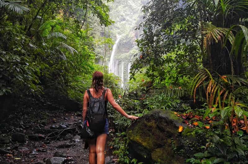 Rainforest descent trail on the Senaru side of Mount Rinjani